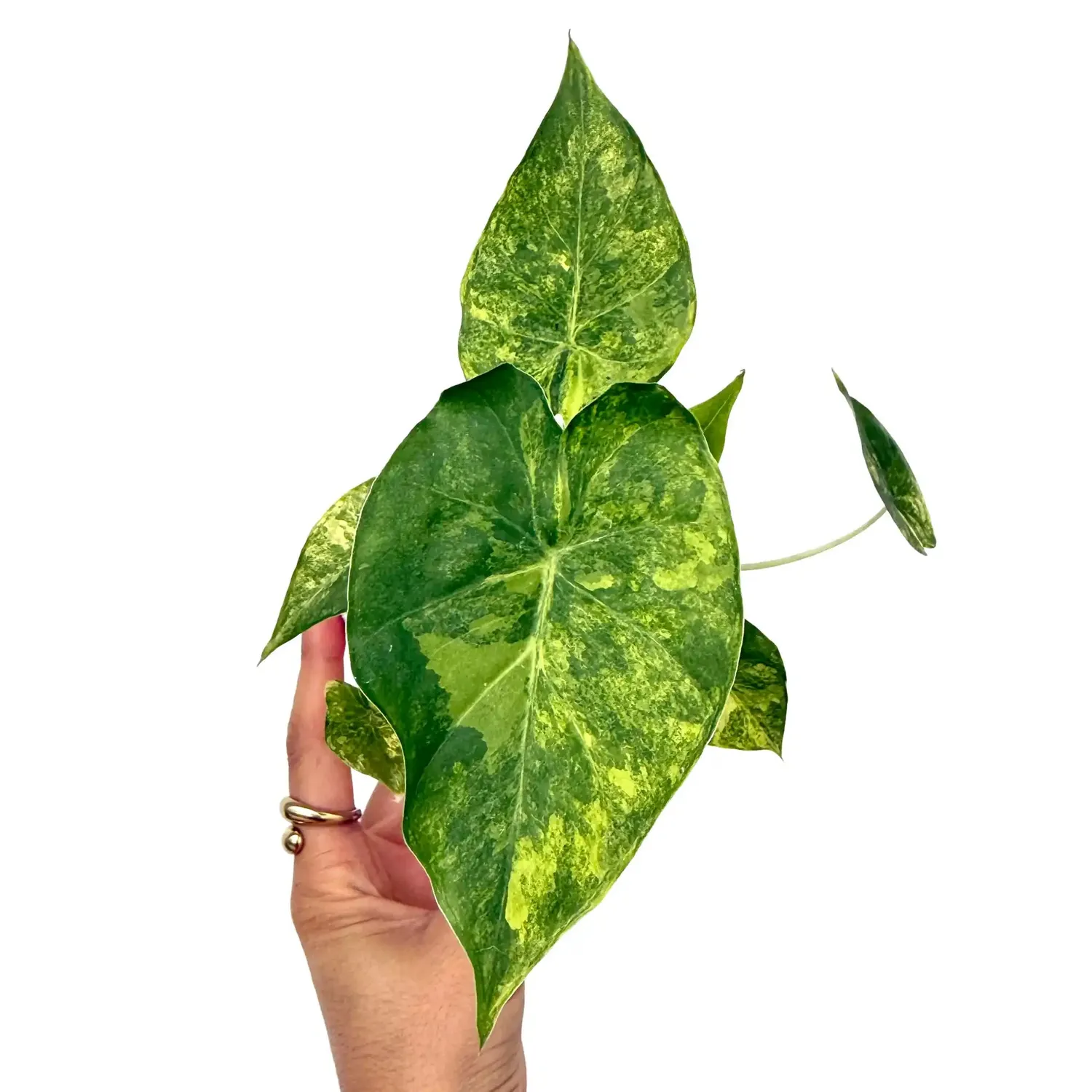 Plant and Stories Alocasia Macrorrhiza Aurea plante pot 6cm panachée