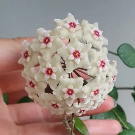 Plant and Stories Mathilde hoya parfumé pot 6 cm