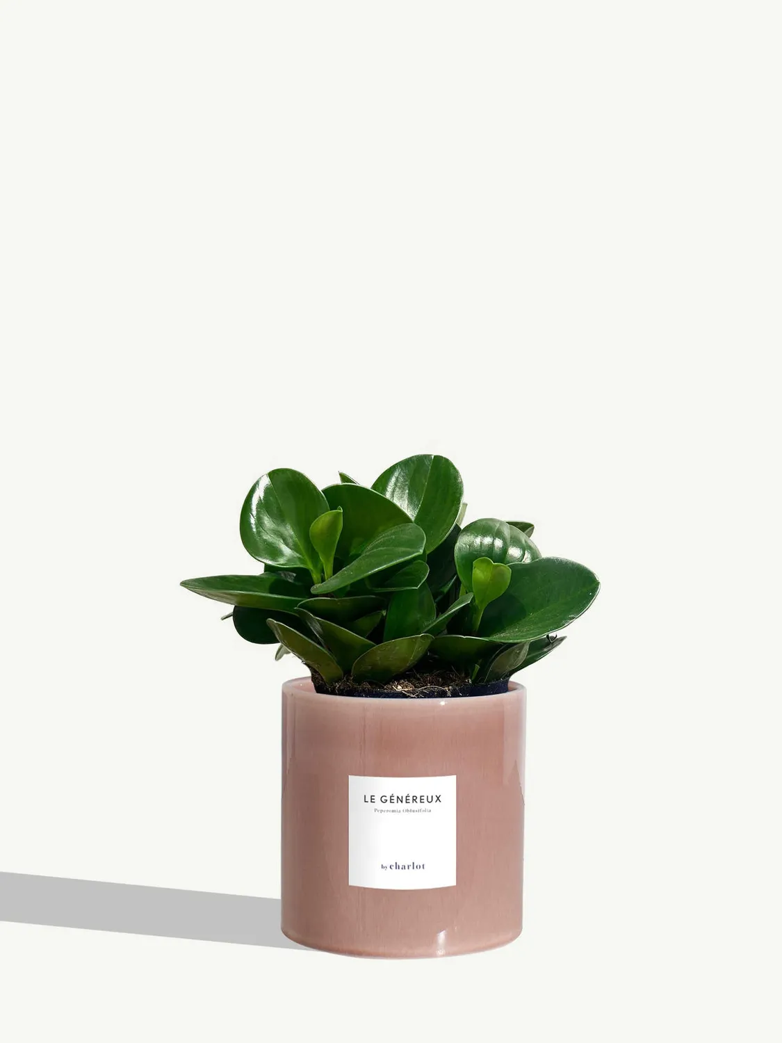 By Charlot Le Généreux peperomia plante pot 14 cm