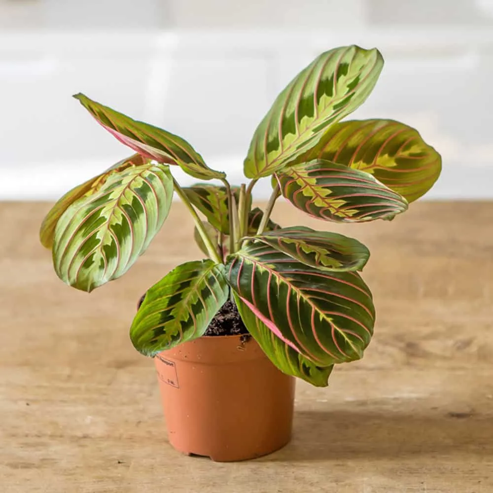 Réconciliation Végétale Marie maranta leuconeura fascinator plante verte