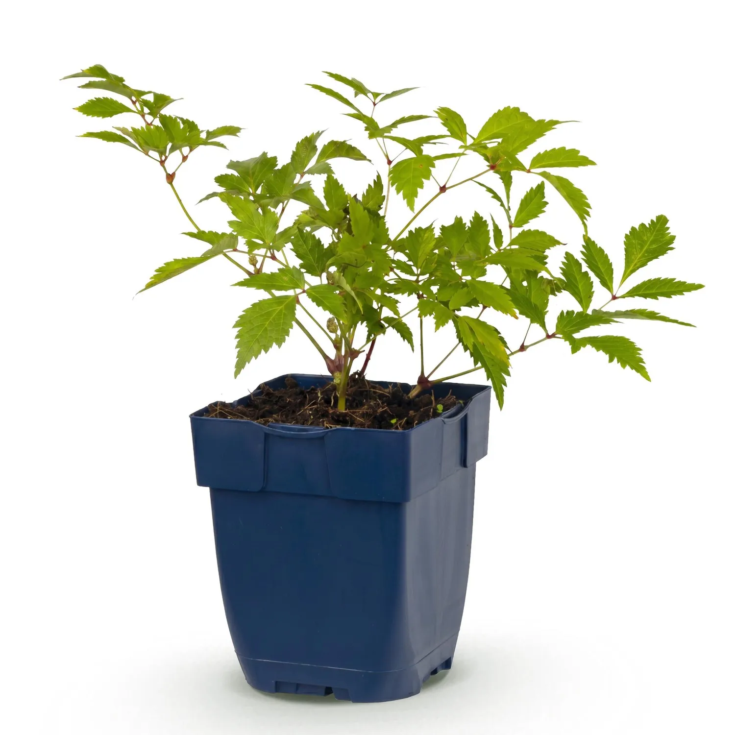 Plant and Stories Deutschland astilbe blanc 1 plant pot 11 cm
