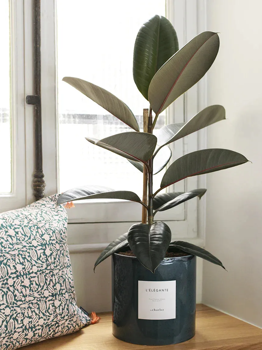 By Charlot L'Élégante Ficus Elastica Recharge 50 cm