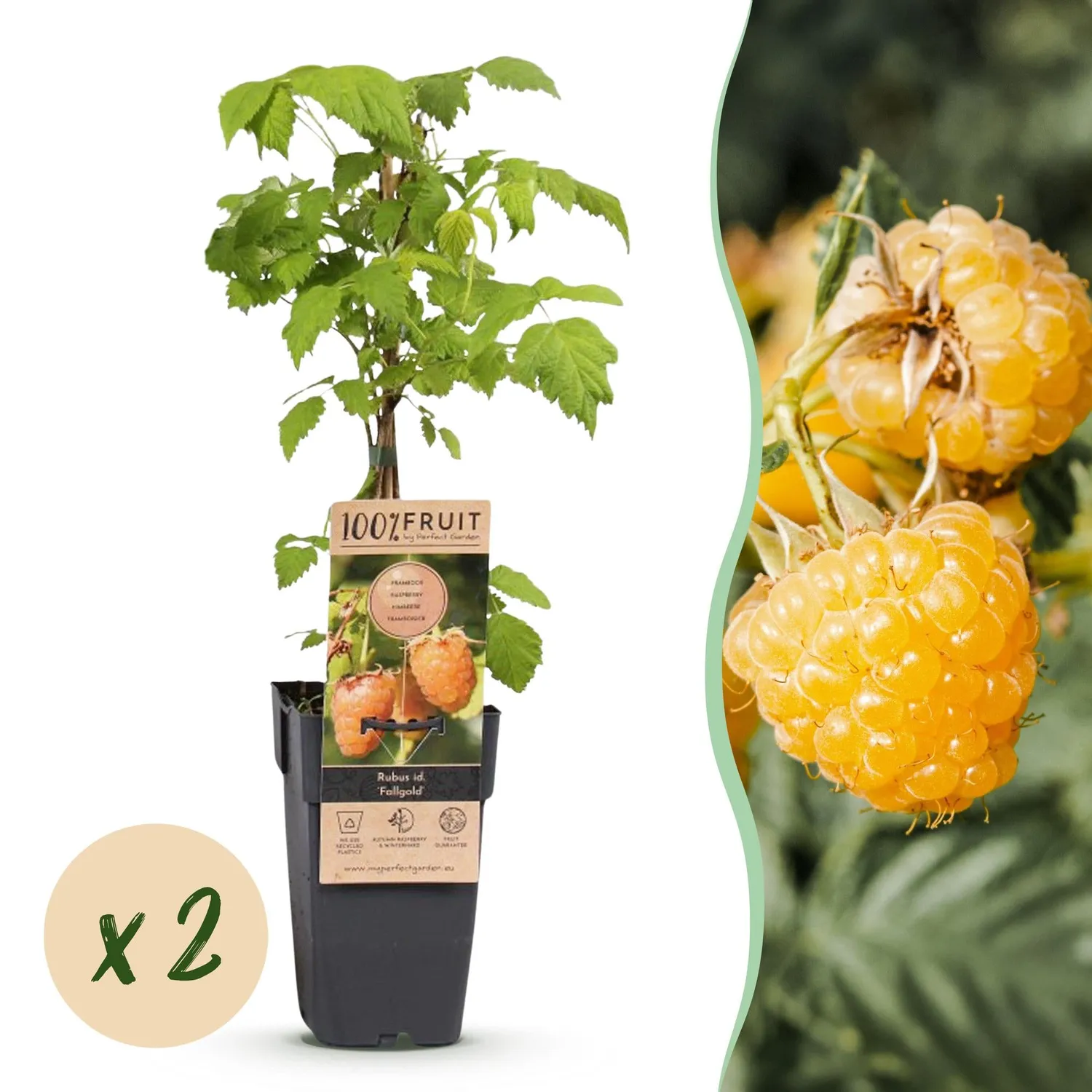 Plant and Stories Framboisier Fallgold fruitier pot 15cm lot 2