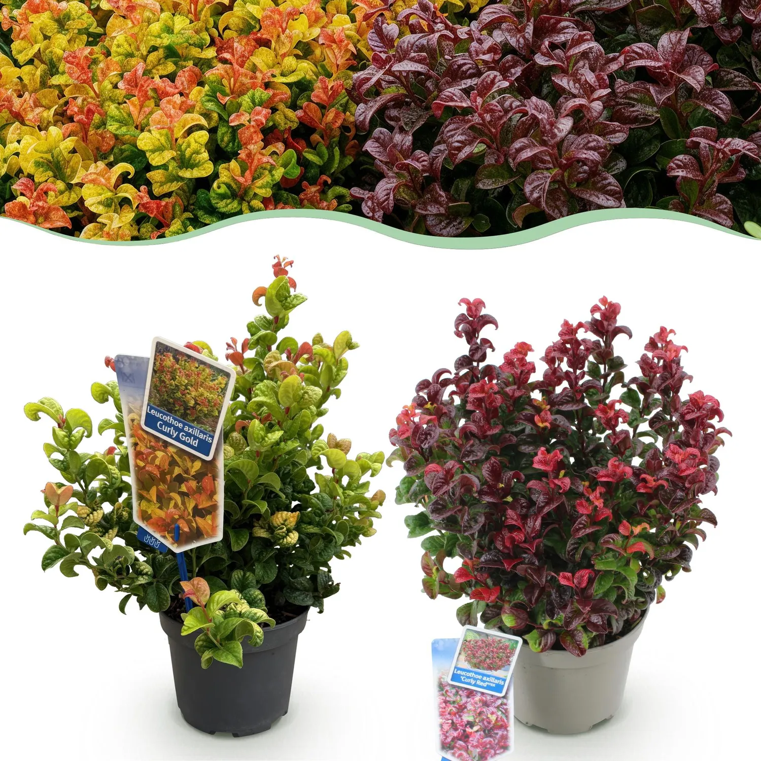 Plant and Stories Leucothoe Curly arbuste pot 17cm lot 2