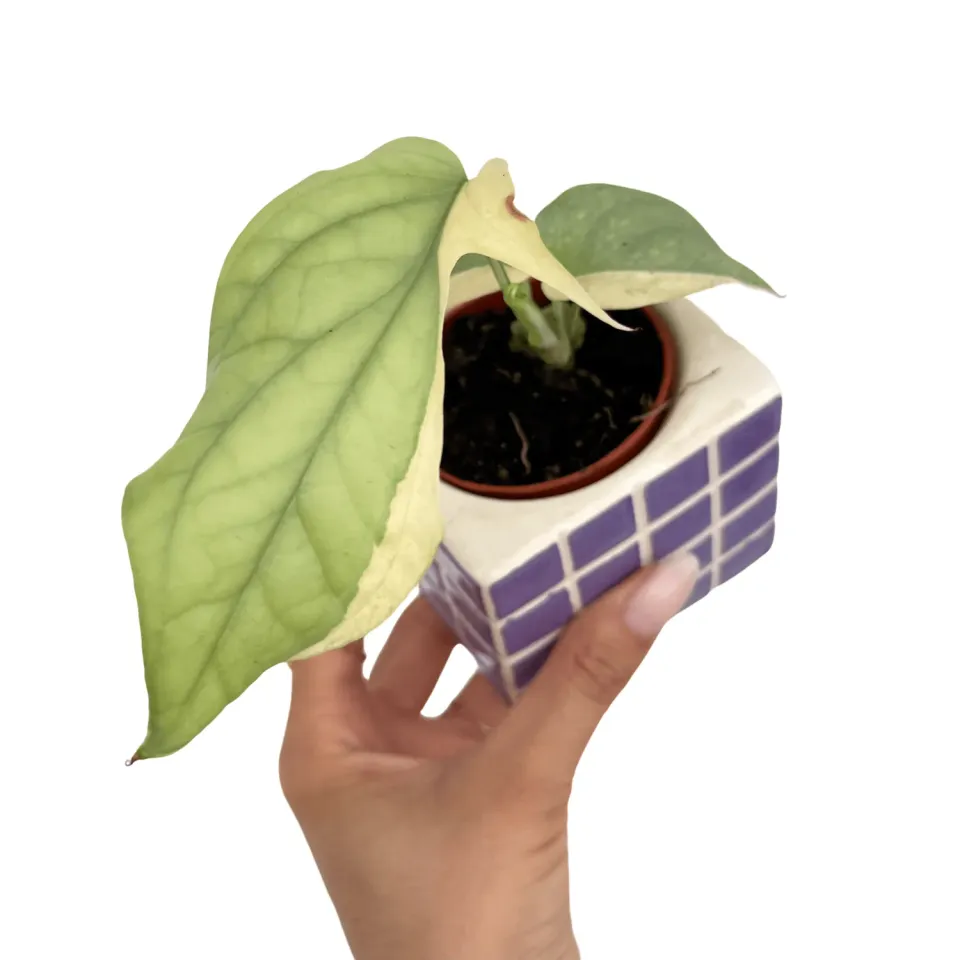 Plant and Stories Amydrium Silver Variegata plante pot 6cm