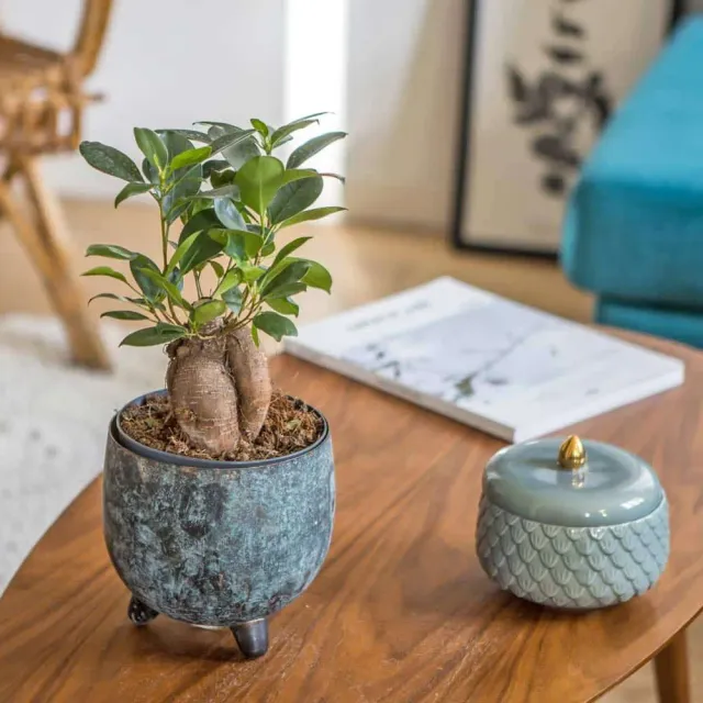 Réconciliation Végétale Fernand ficus microcarpa ginseng plante bonsaï