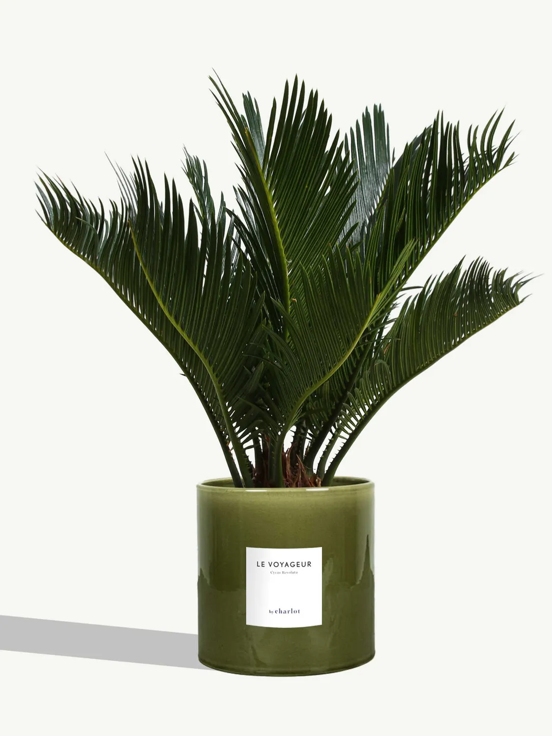 By Charlot Le Voyageur plante Cycas Revoluta pot 14 cm