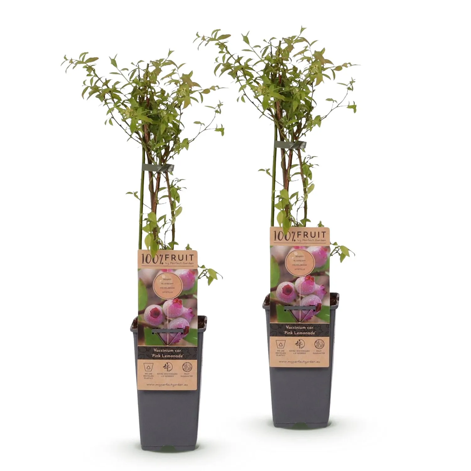 Plant and Stories Pink Lemonade myrtillier lot 2 rose