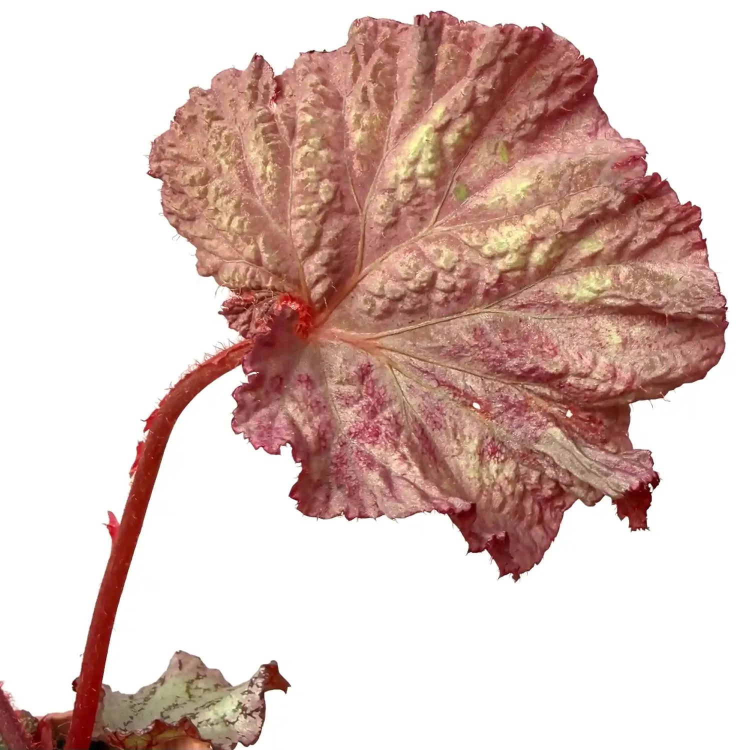 Plant and Stories Begonia Pink Panther plante pot 8 cm rose