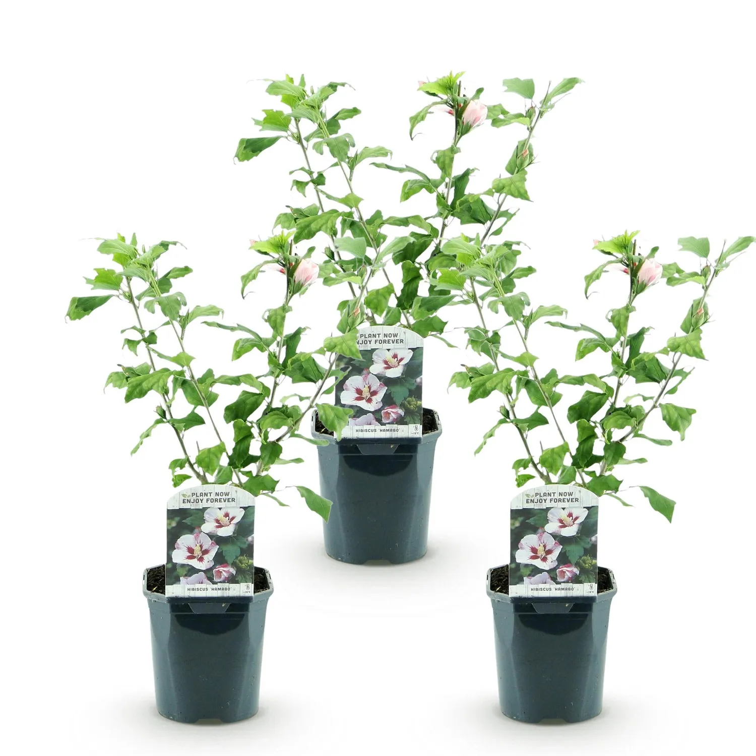 Plant and Stories Hibiscus Hamabo arbuste pot 17 cm 45 cm fleurs blanches