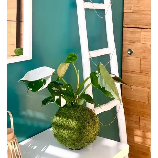 Oh My Green Philodendron white princess kokedama L panaché