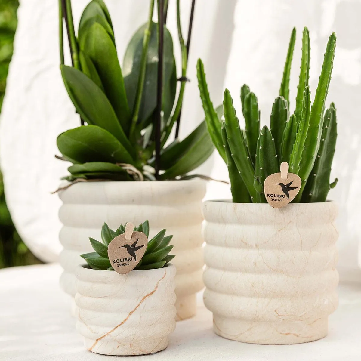 Plant and Stories Phalaenopsis Lausanne orchidée blanche coffret