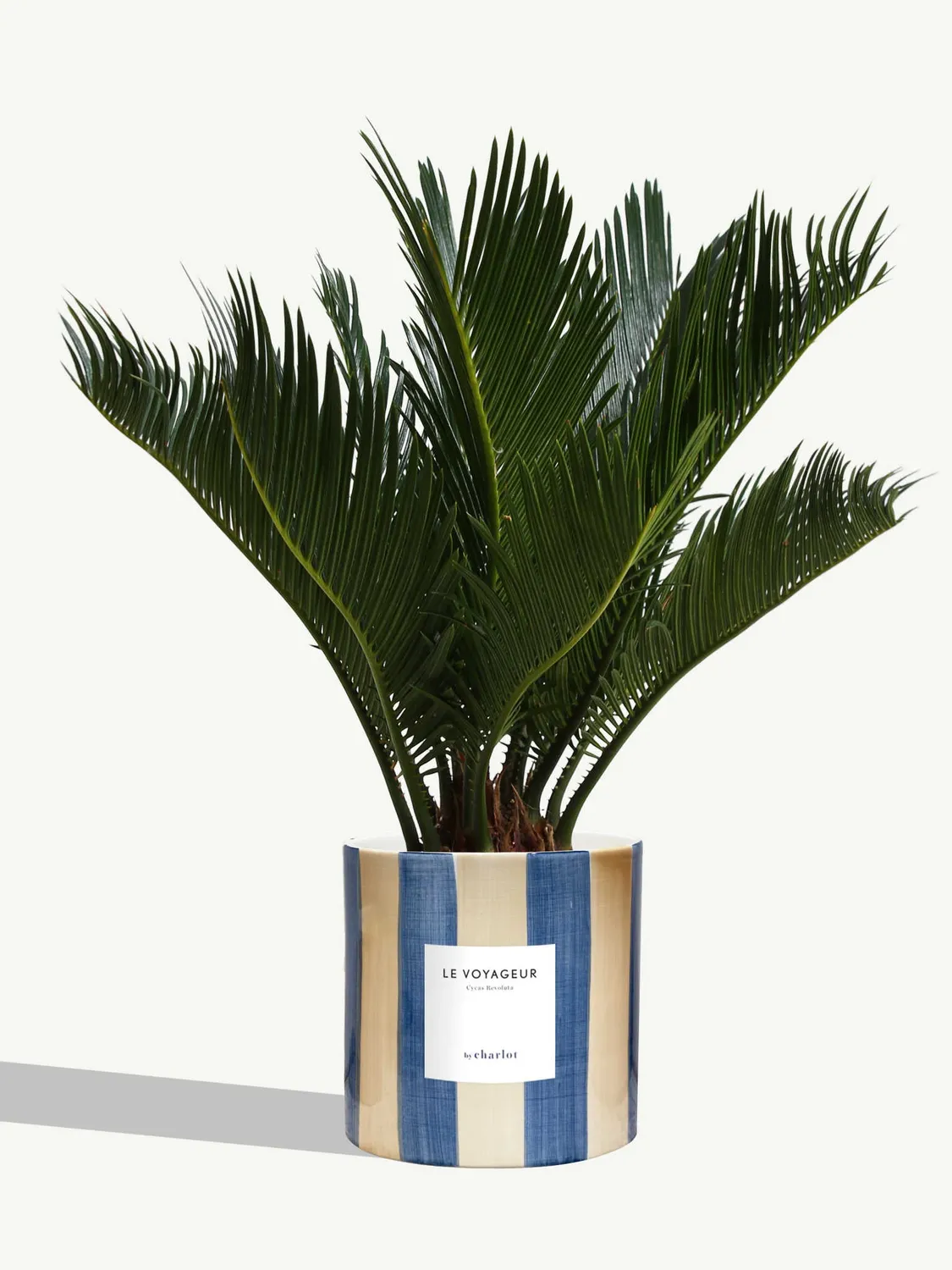 By Charlot Le Voyageur cycas plante pot 14 cm