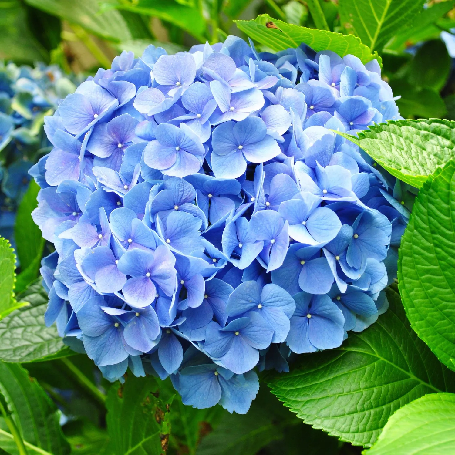 Plant and Stories Hortensia Blue hortensia pot 17 cm bleu