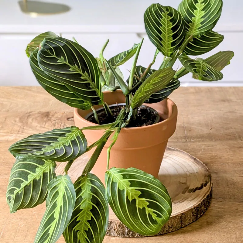 Réconciliation Végétale Maranta lot 2 plantes vertes D12 mi-ombre