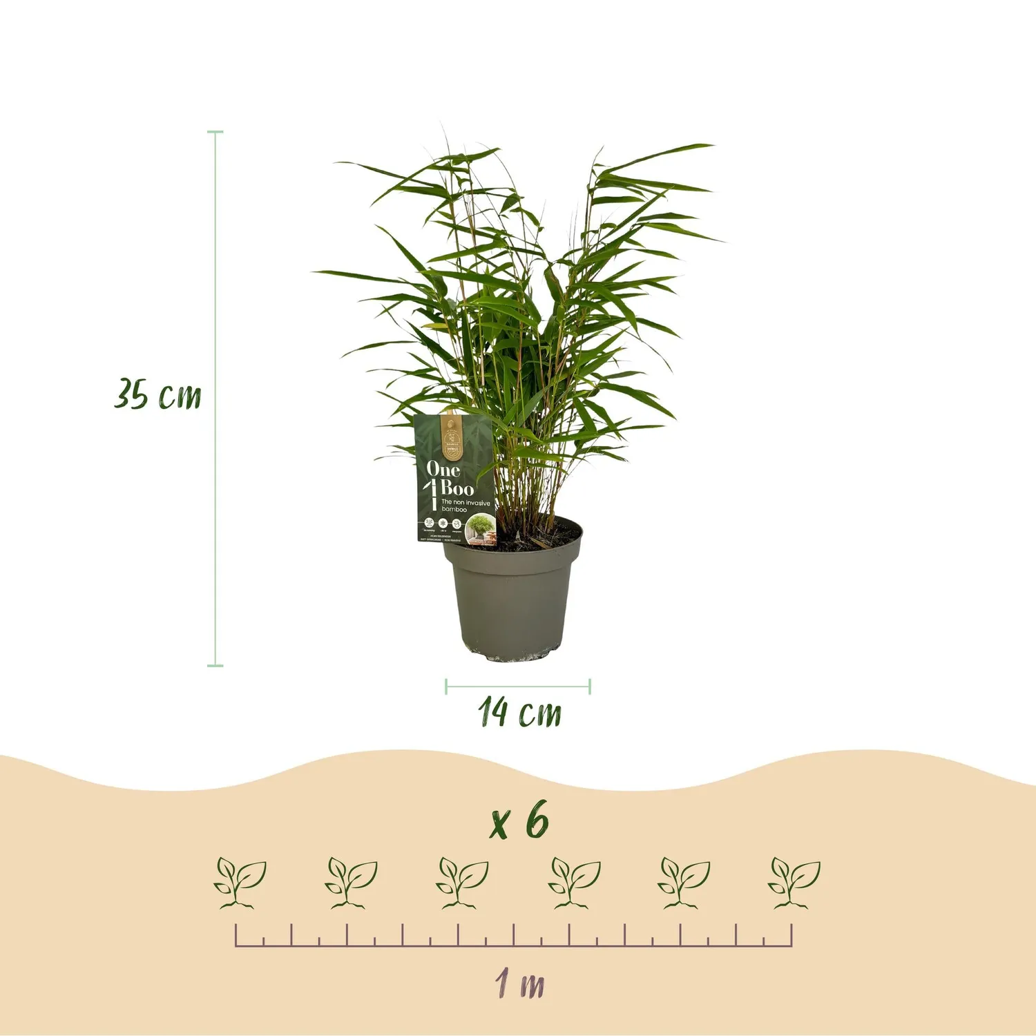 Plant and Stories Bambou Fargesia Rufa brise-vue 2 plants pot 14cm