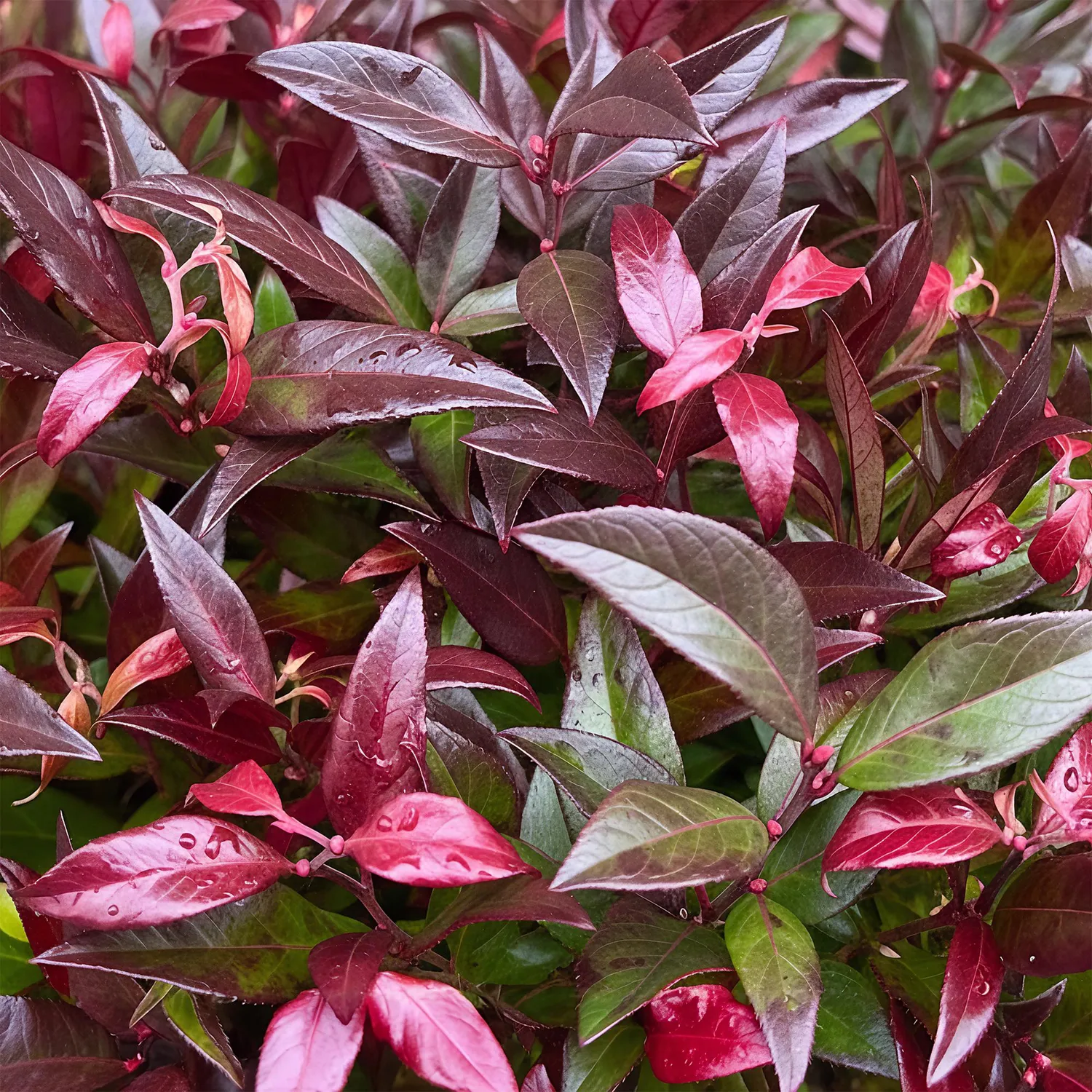 Plant and Stories Zeblid leucothoé arbuste 17 cm ombre