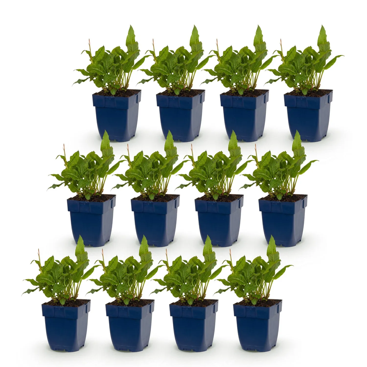 Plant and Stories Rosea renouée vivace 1 plant ombre