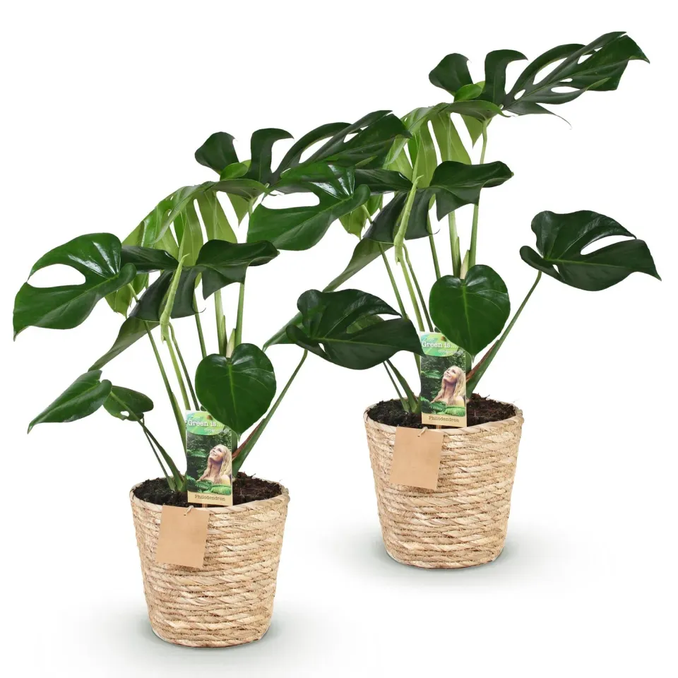 Plant and Stories Monstera Deliciosa Plante Trous Lot 2 Pot 17cm
