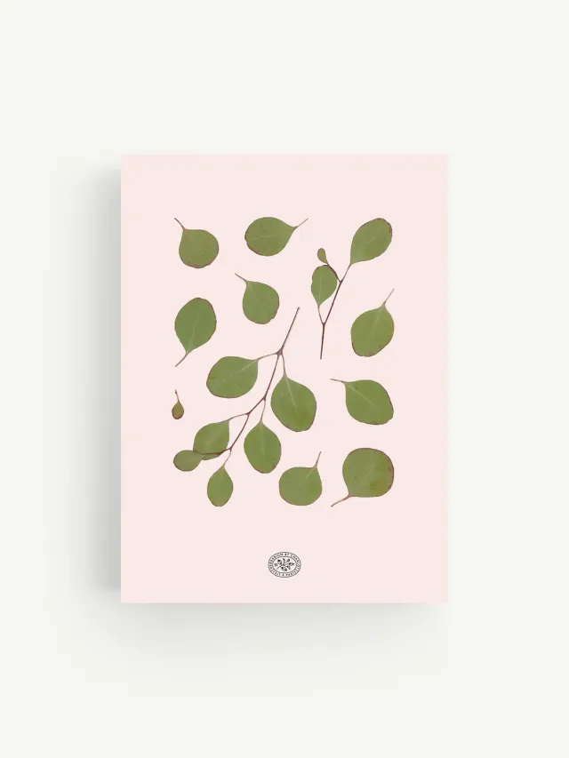 By Charlot Herbier Eucalyptus Rose tableau 21x30 rose