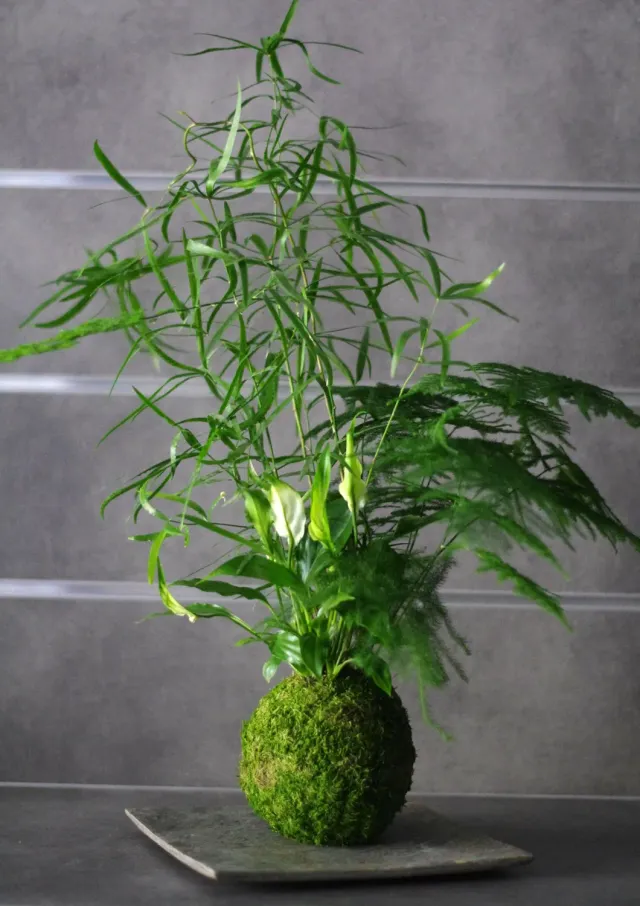 Aquaphyte Monte Verde kokedama trio tropical dépolluant