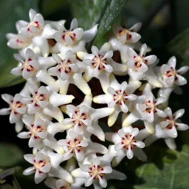 Plant and Stories Elliptica hoya grimpante pot 9 cm