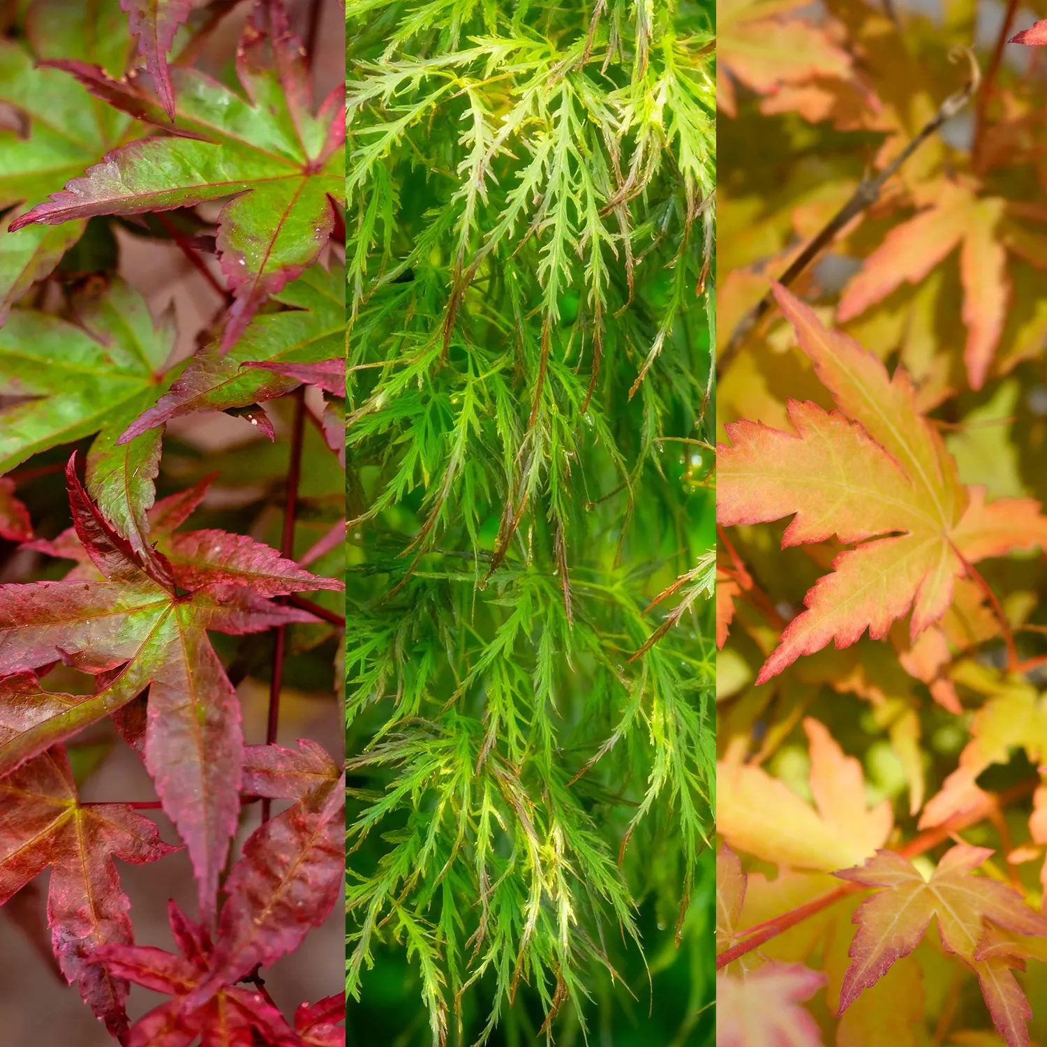 Plant and Stories Érable Japon Acer lot 3 plants tricolore