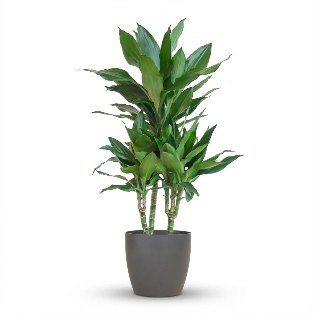 Plant and Stories Dracaena Janet Lindt plante pot 21cm 95cm blanc