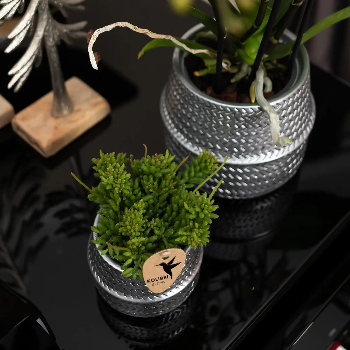 Plant and Stories Phalaenopsis blanche orchidée pot 12 cm