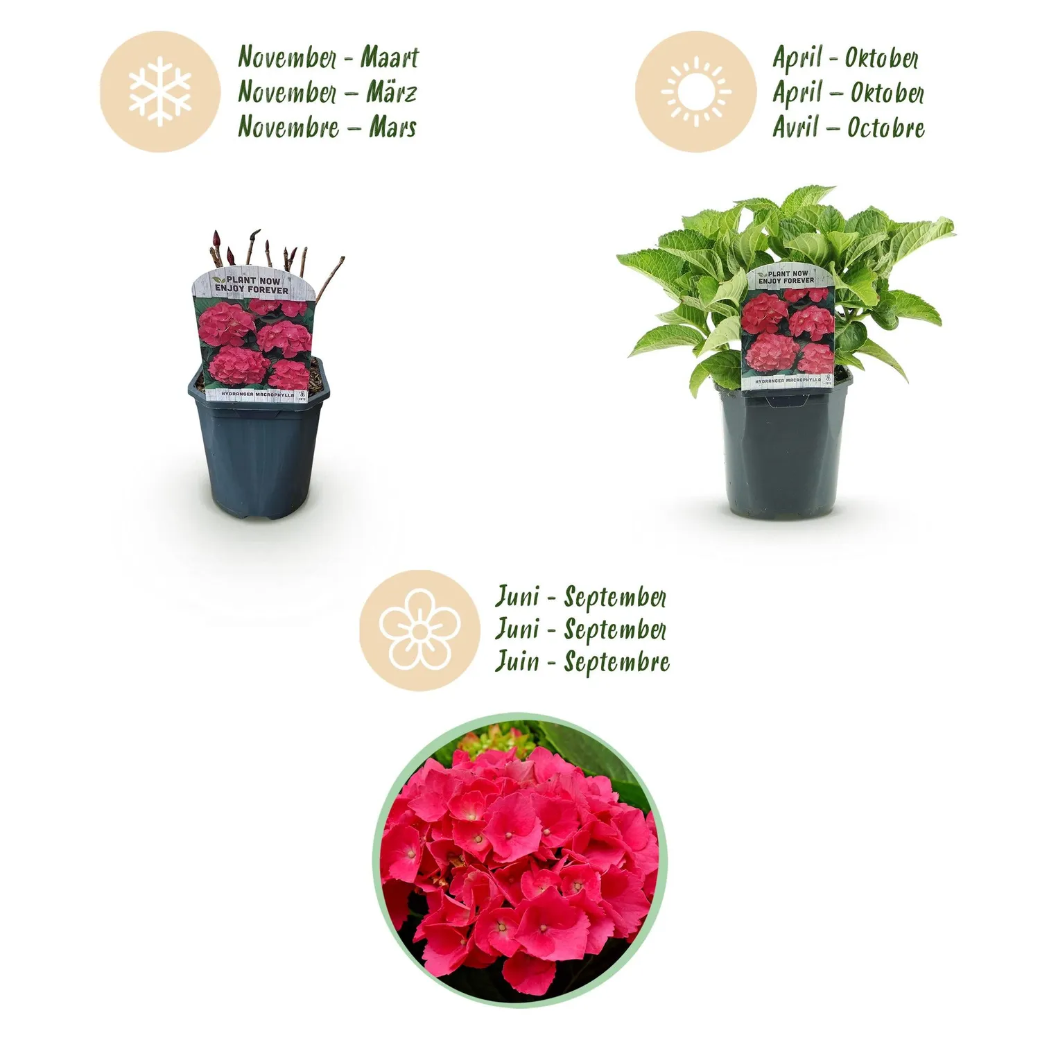 Plant and Stories Hortensia Macrophylla arbuste 1 plante rouge