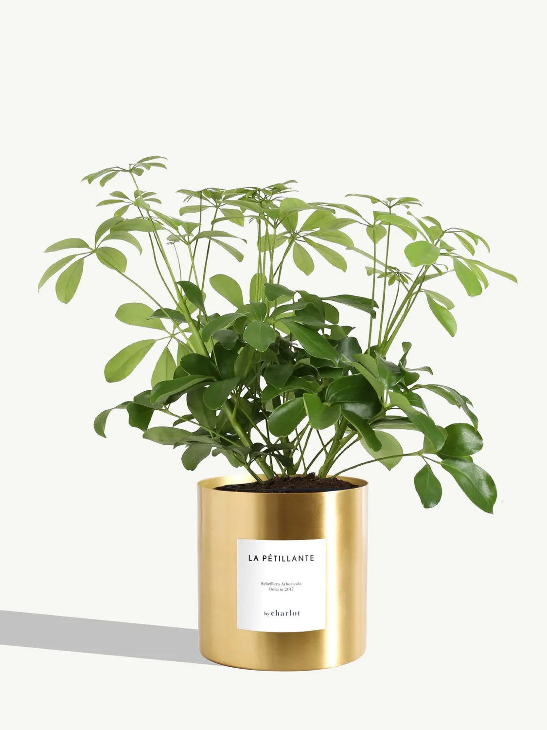 By Charlot La Pétillante schefflera pot 14 cm