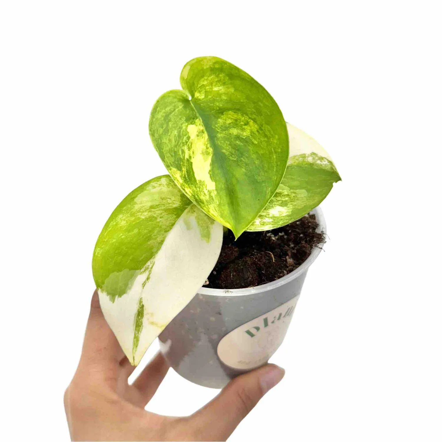 Plant and Stories Jade Satin scindapsus 6 cm panaché aurea