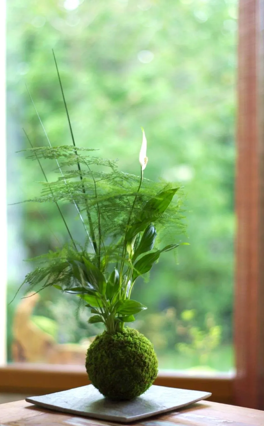 Aquaphyte Talamanca kokedama spathiphyllum duo