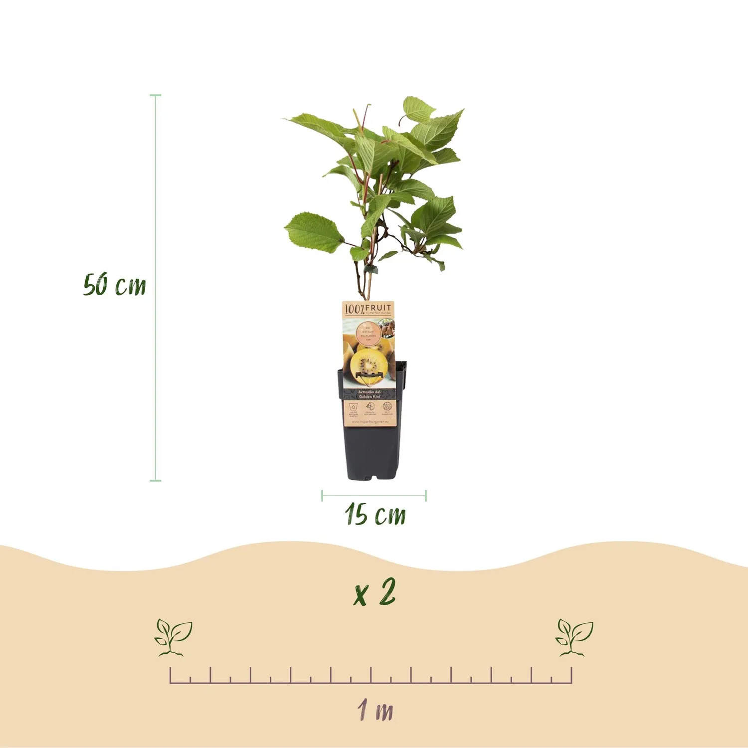 Plant and Stories kiwi Golden pot 15 cm 50 cm lot 2 plants