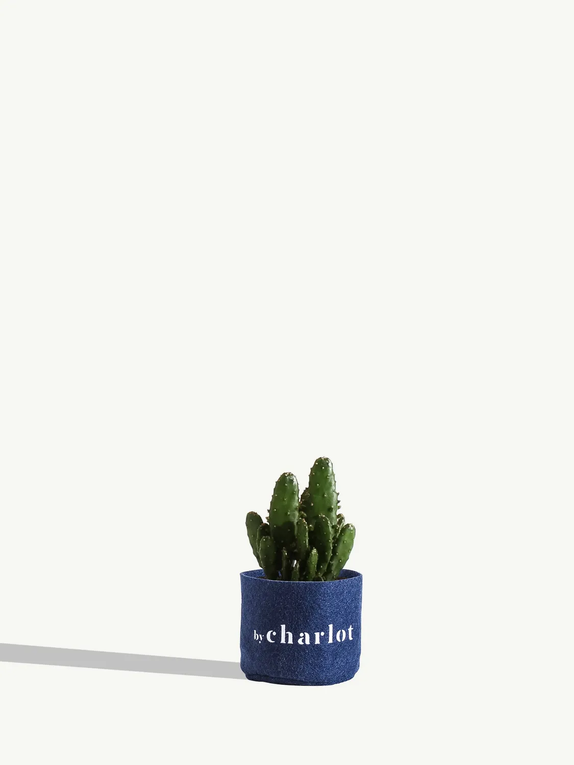 By Charlot L'Athlète mini cactus Opuntia pot XXS 6 cm
