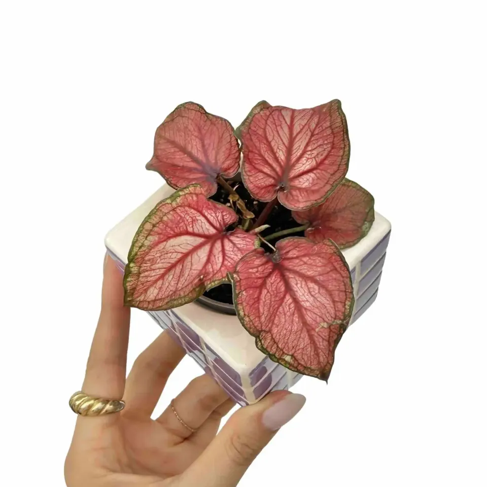 Plant and Stories Caladium Lucia plante intérieur pot 6 cm