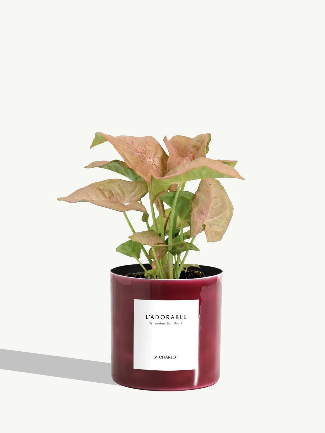 By Charlot L'Adorable syngonium plante pot 10 cm lumineuse