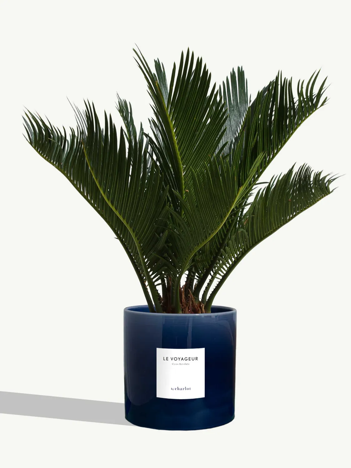 By Charlot Le Voyageur cycas plante pot 14 cm