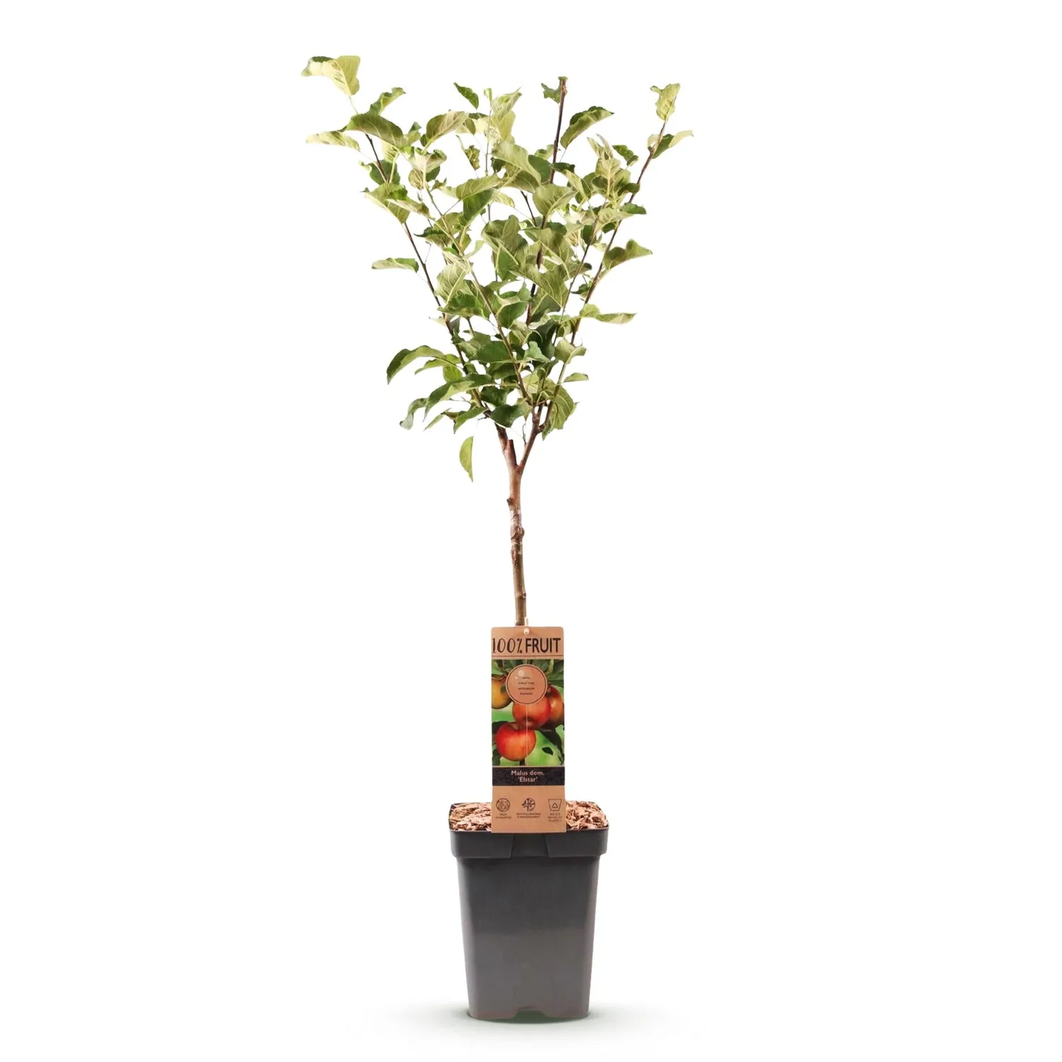 Plant and Stories Pommier Elstar fruitier pot 21cm 90cm rustique