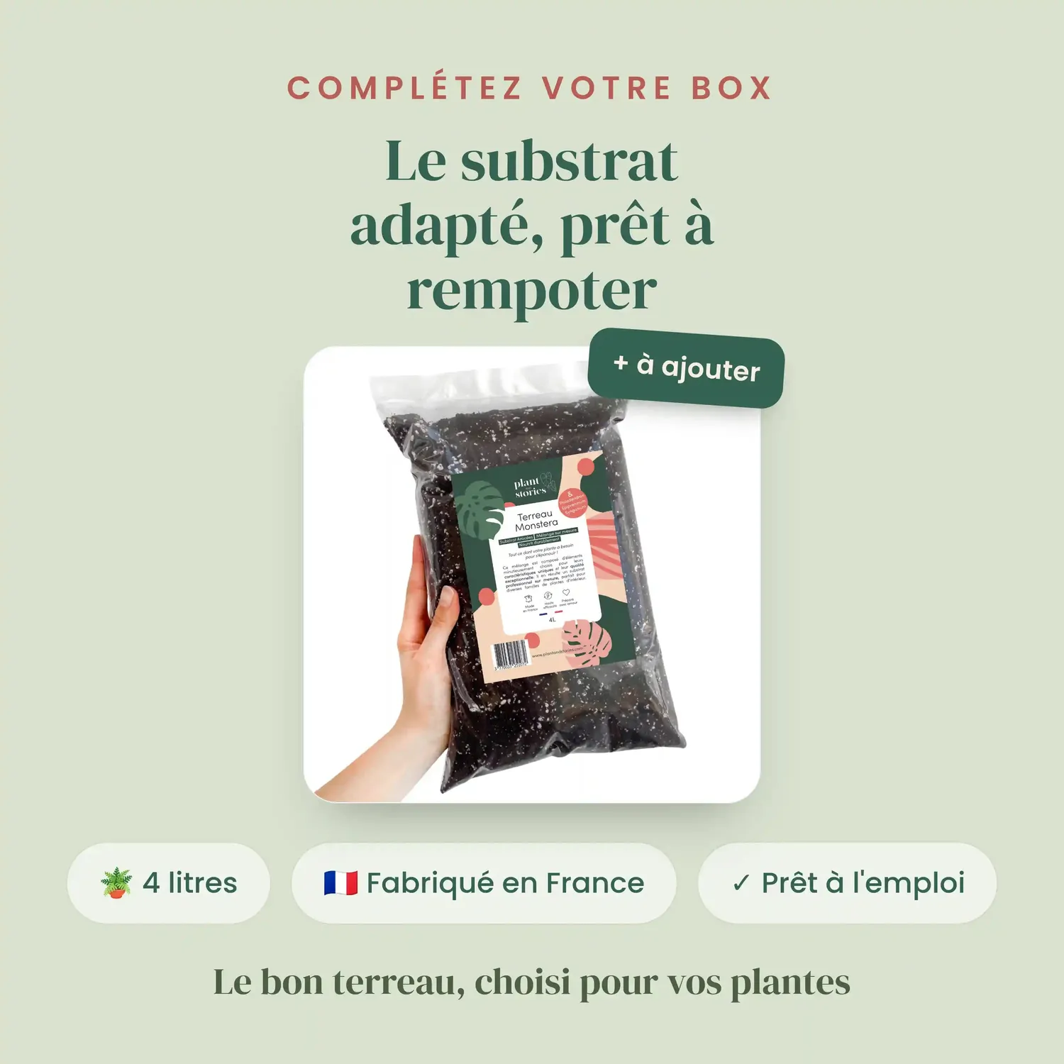 Plant and Stories Box Alocasia Mystère lot 3 plantes surprise