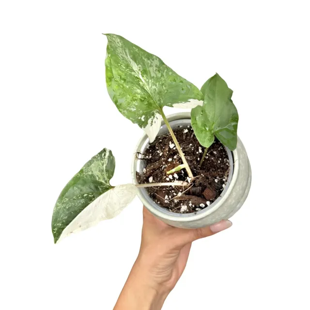 Plant and Stories Syngonium Albo Variegata plante d’intérieur pot 6 cm blanc