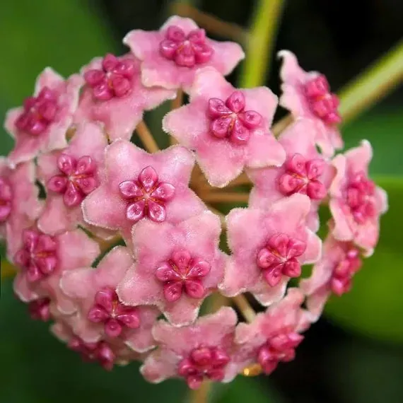 Plant and Stories Maharani hoya diversifolia 8 cm revers nacré