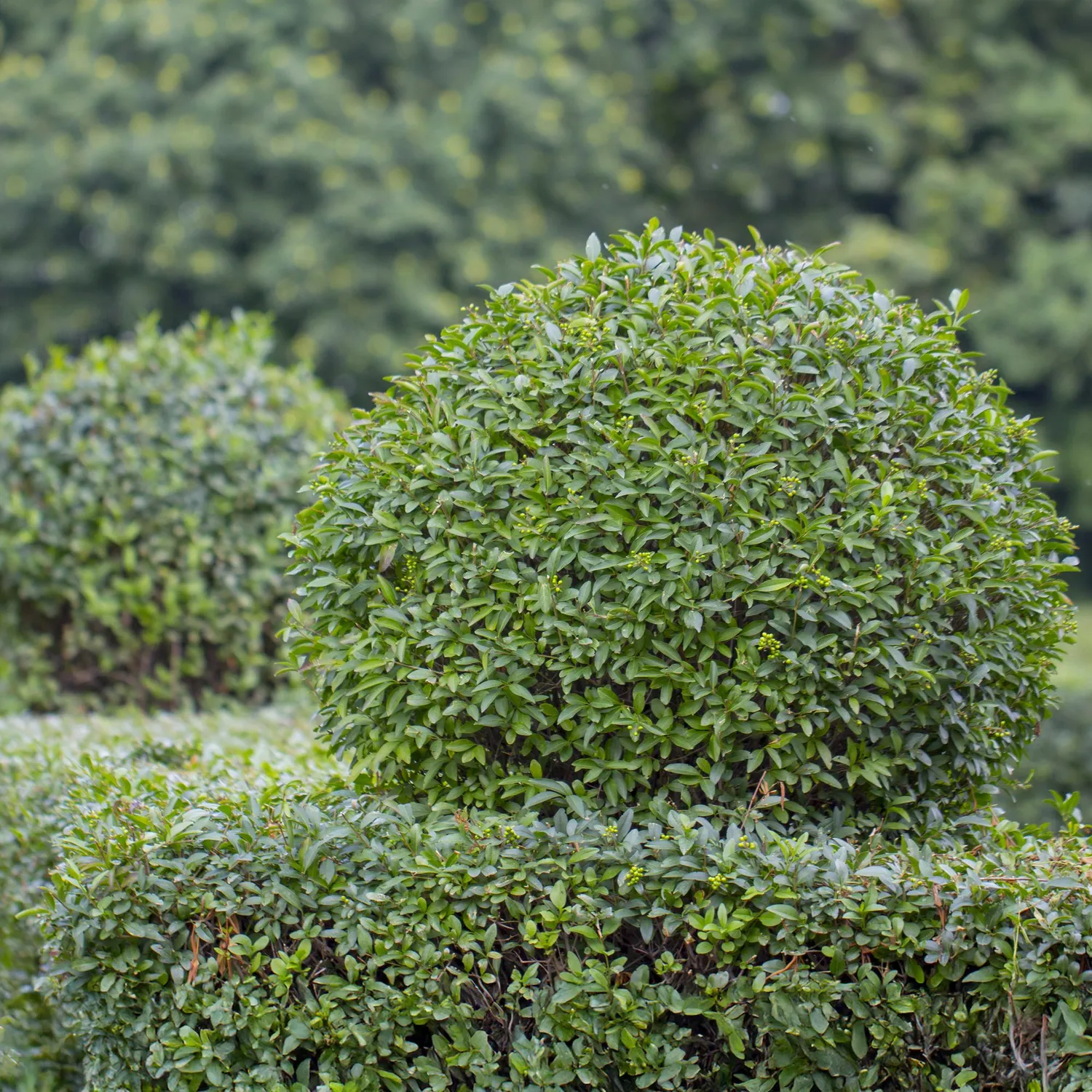 Plant and Stories Ligustrum troène haie lot 6 plants pot 17 cm