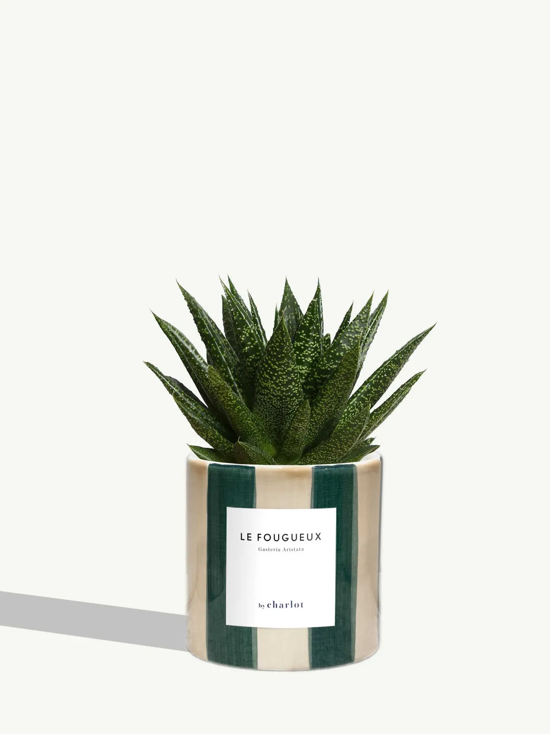 By Charlot Le Fougueux gasteria succulente pot 10 cm