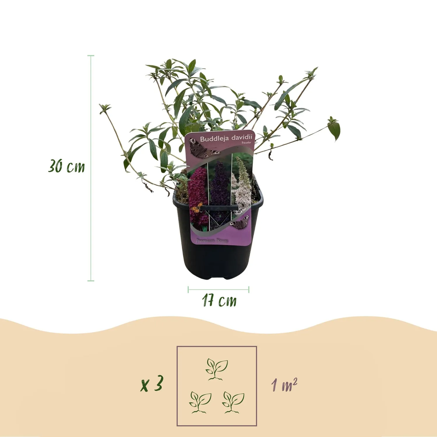 Plant and Stories Tricolour arbre aux papillons 1 plant 30 cm