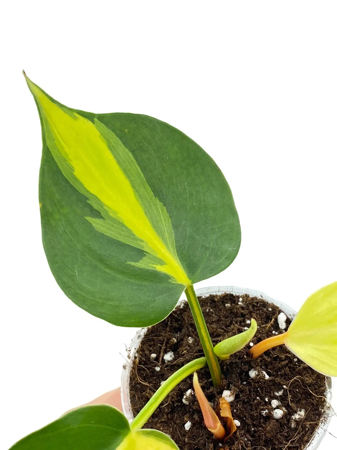 Plant and Stories Philodendron Brasil plante d’intérieur pot 6 cm panaché