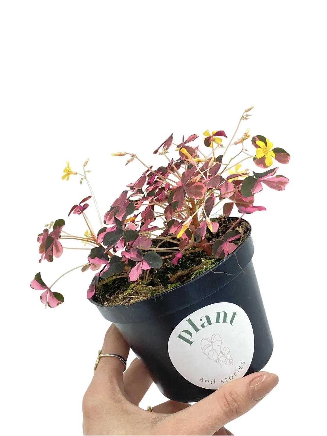 Plant and Stories Plum Crazy oxalis pourpre pot 10 cm