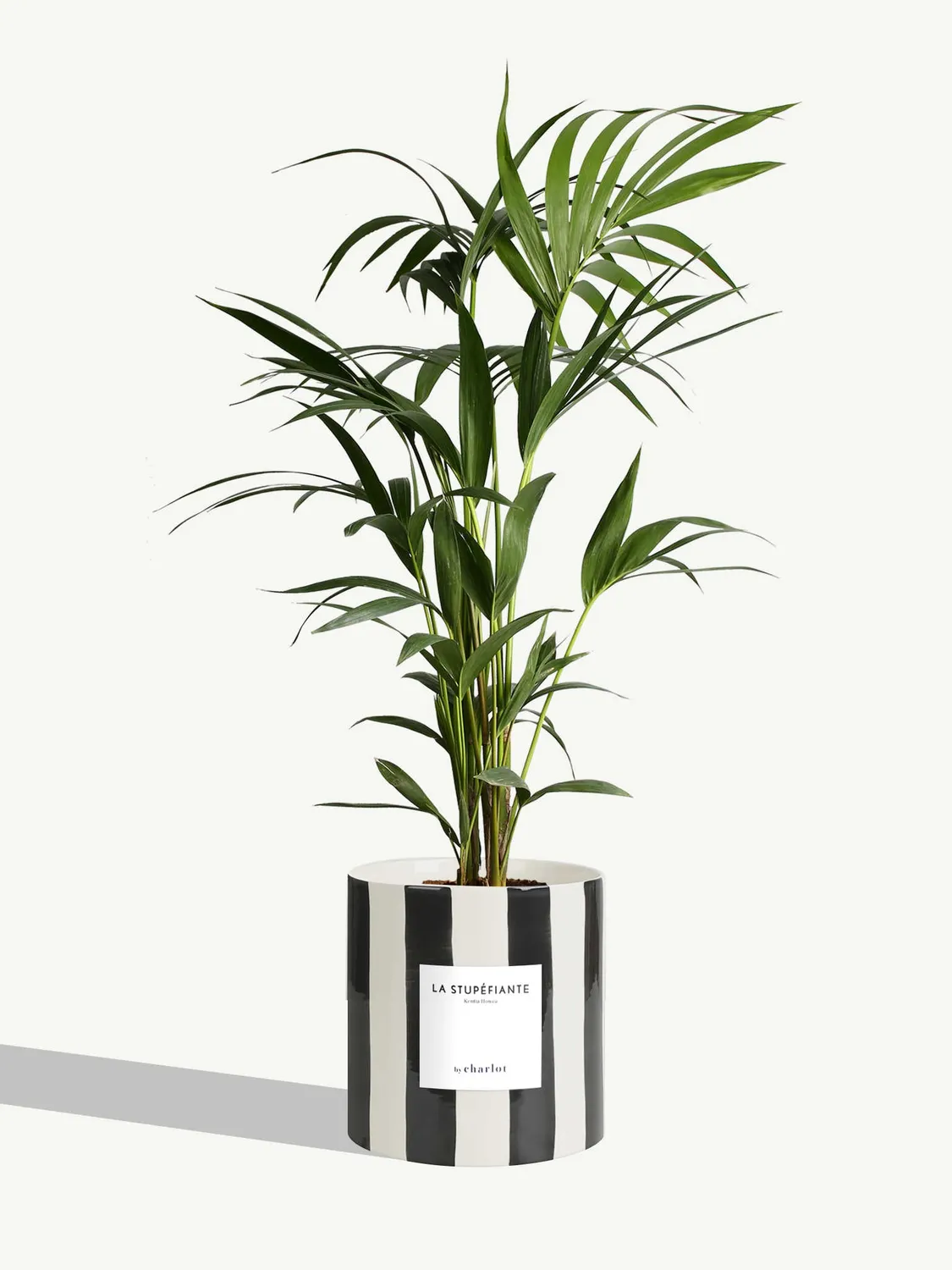 By Charlot La Stupéfiante palmier Kentia grande plante