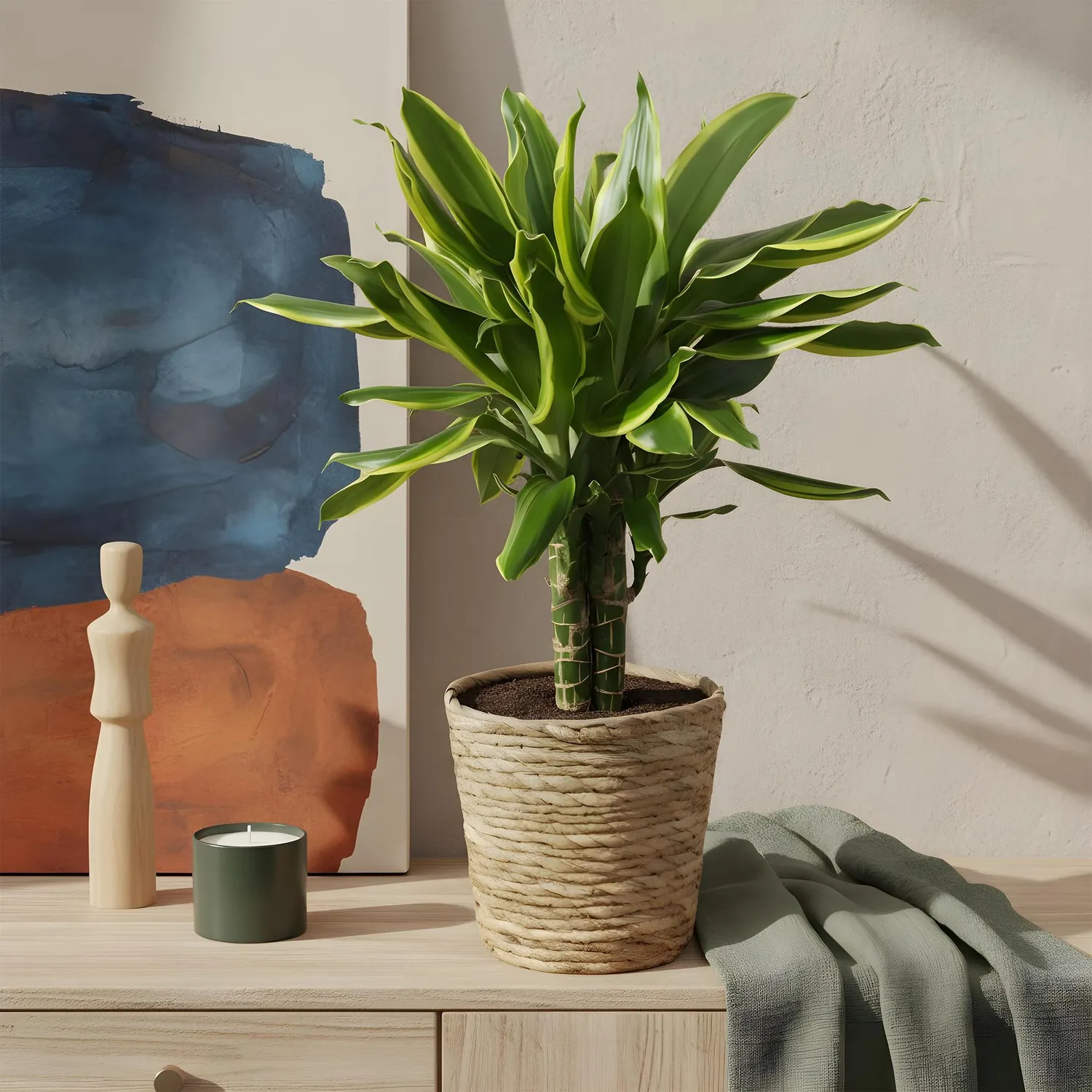 PLANT AND STORIES Dracaena Golden Coast plante intérieur pot 17 cm 50 cm