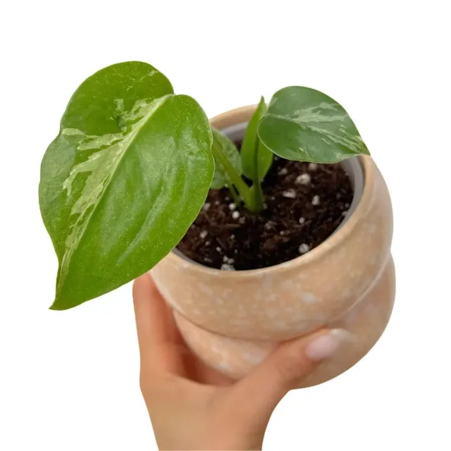 Plant and Stories Monstera Deliciosa Bulbasaur plante pot 9 cm